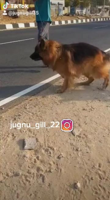 @GILL DOG FARM