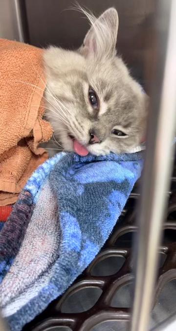 @King Kittens