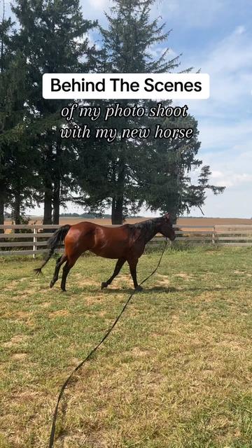 @Rachel ⚡️ Equine Photographer