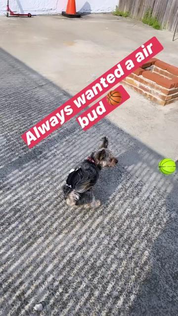 @GucciAndMiMiTheGreatYorkies