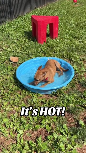 @Lynchburg Humane Society