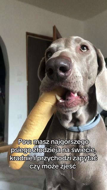 @lola | ig: heydoggyblog