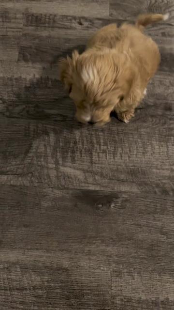 @Louis the Maltipoo