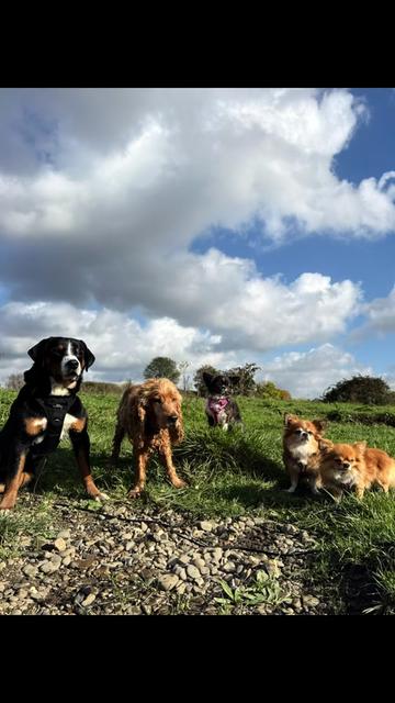 @DogWalk78