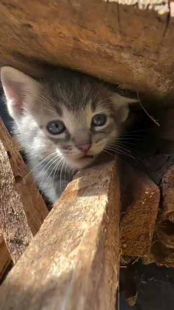 @Pets Mania