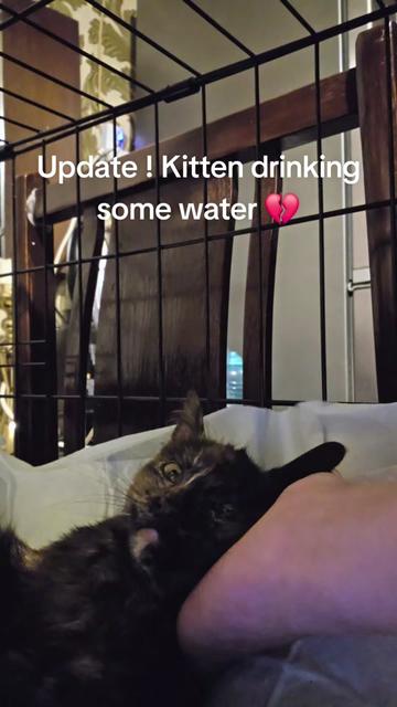 @Wellness for Pet