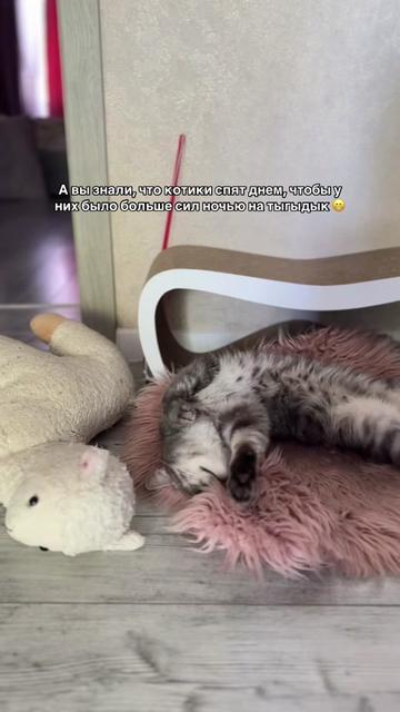 @Спасенные с улицы котики ❤️