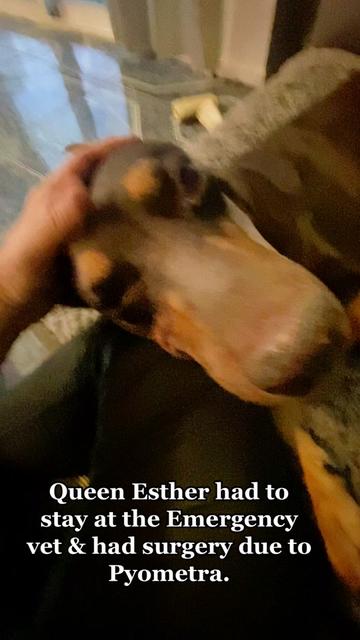 @blessed_dobies