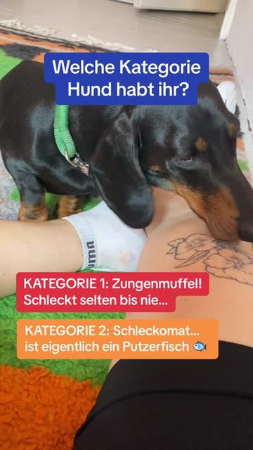 @SausagedogMaja