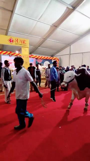 @Karachi Bull lovers