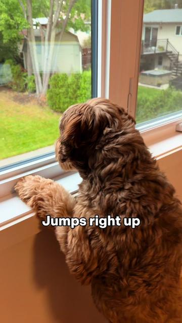 @Dogs Made Simple