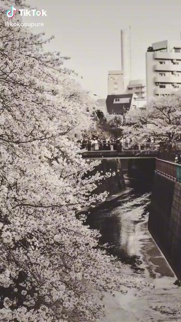 @kanako
