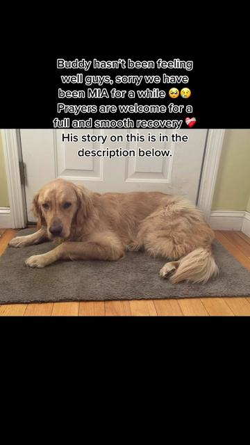 @Buddy the Golden 🦮😎