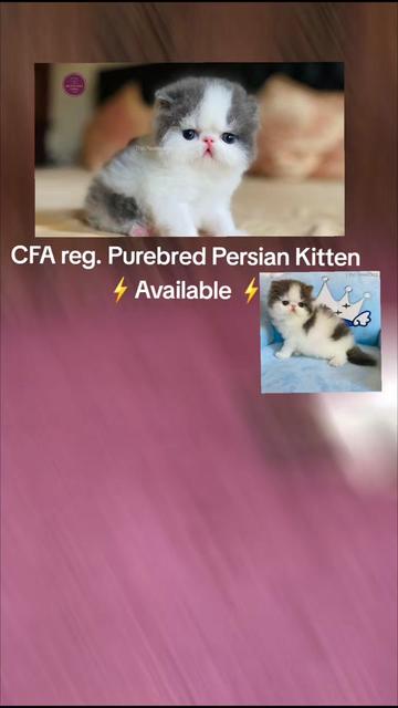 @The Pawesome Cattery