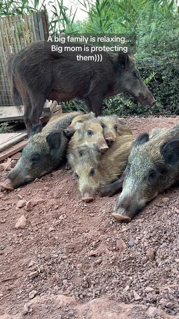 @Cute Boars
