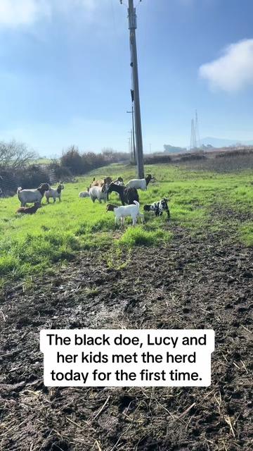 @Riverraisedboergoats