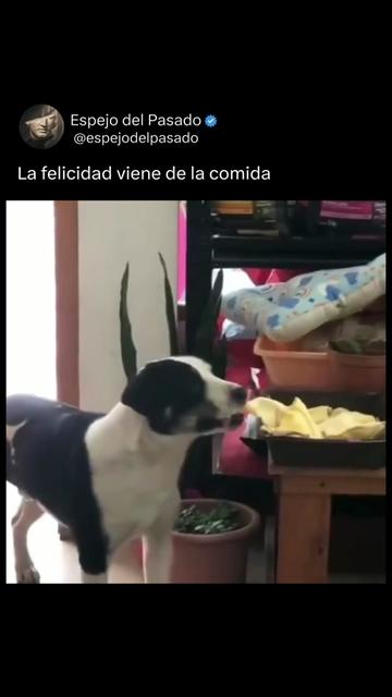 @espejodelpasado