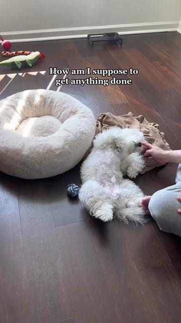 @Rui the Bichon