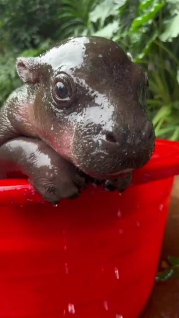 @babyhippoco