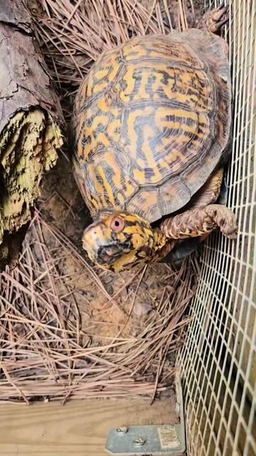 @BeWild Reptile Rescue