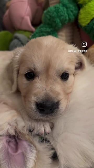 @Ateam Goldens
