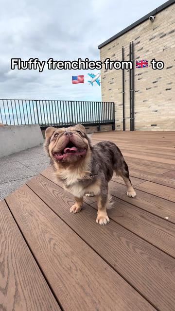 @Trendingbulldogz