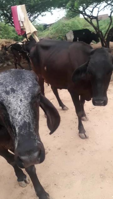 @રાજા મેલડી વાળા