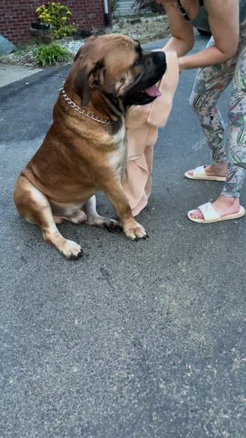 @kyboerboels