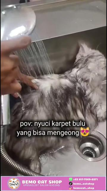 @Bemo Catshop