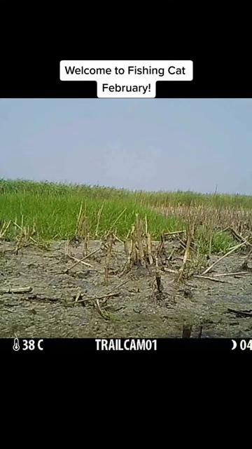 @Fishing Cat Conserv. Alliance
