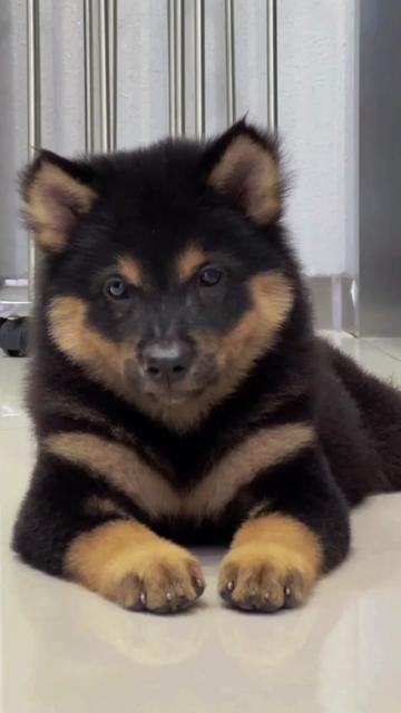 @南粤陪伴犬
