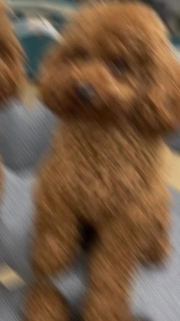 @FaunaFanatics