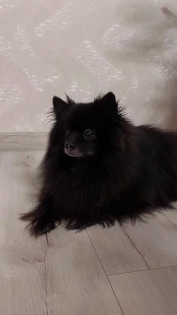 @dog_chip