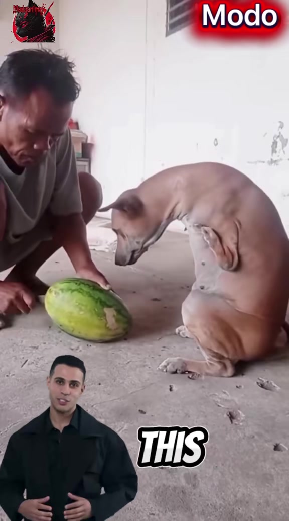 @Modoanimal