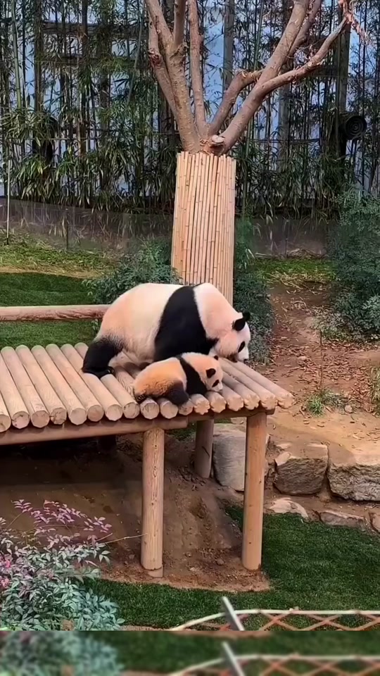 @meowhhcdntb