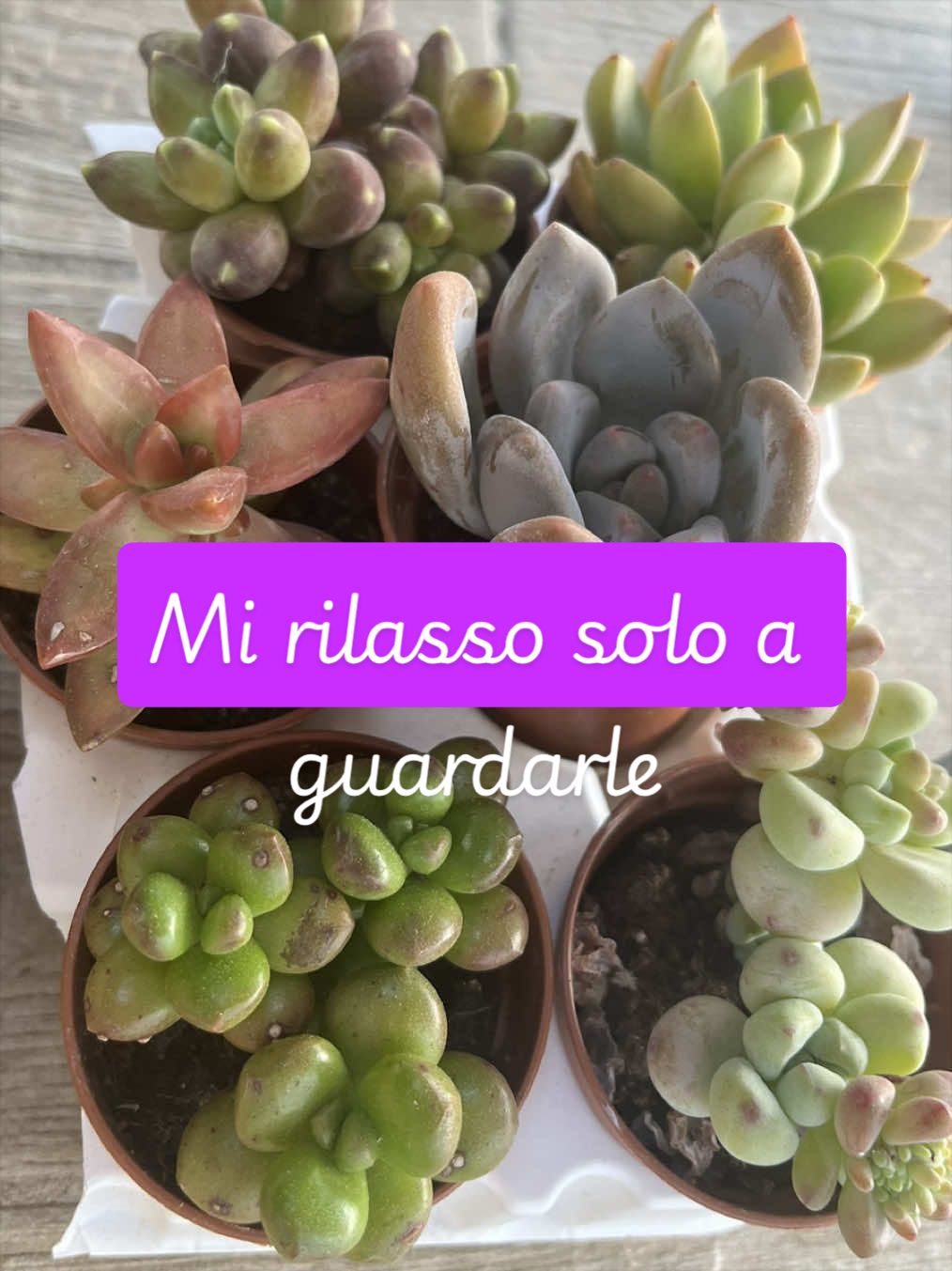 @piccole.spine.felici