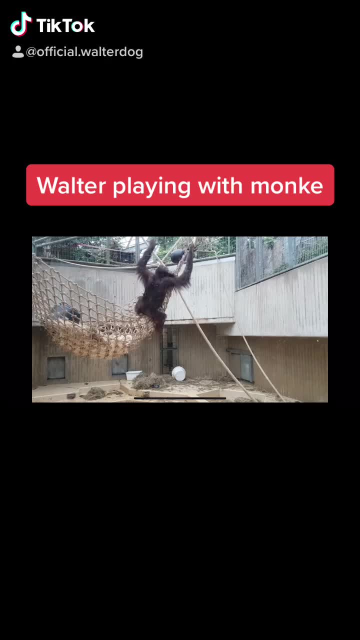 @WalterDog