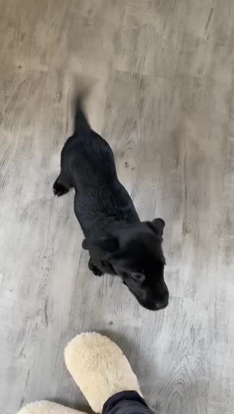 @Ruperttheblacklab