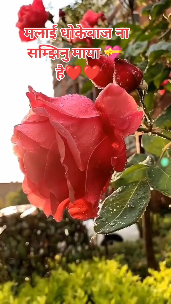 @Dear_patel