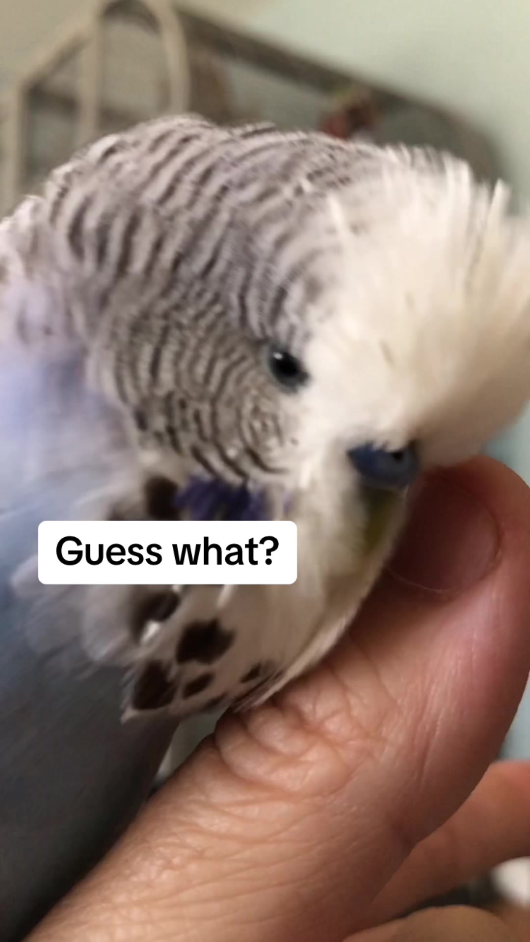 @Rupeedoo