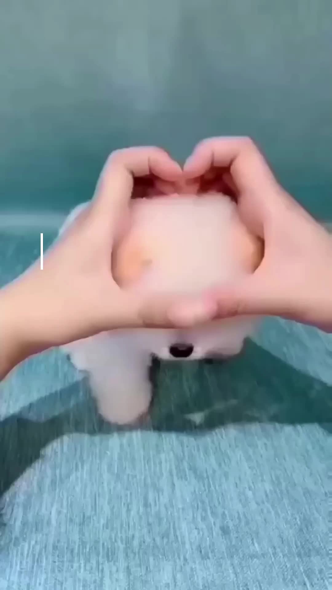 @pawfriends