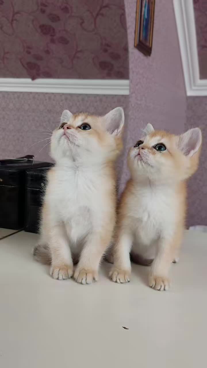 @Zoo_JASMİN🦂🥰