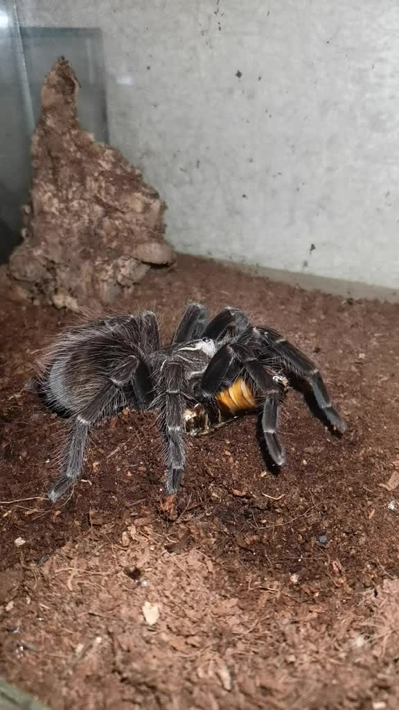 @angry_spider