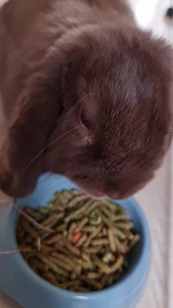 @Odin_le_lapin