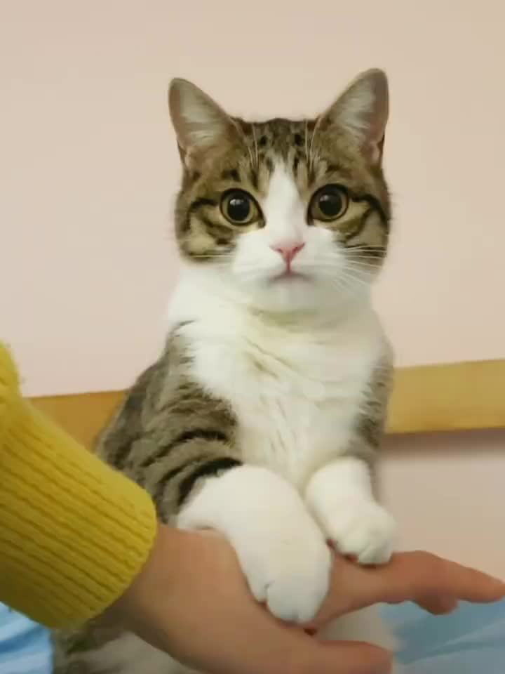 @Lin