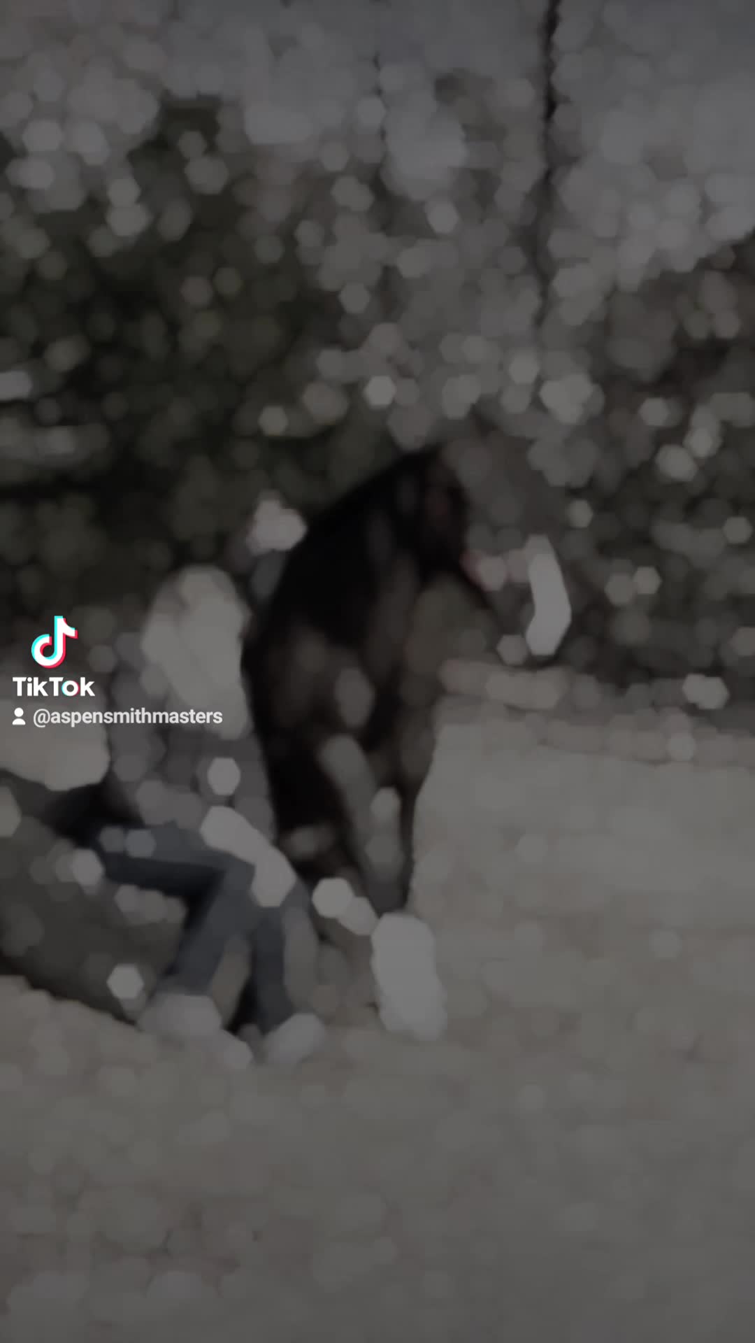 @Ozark Mountain Horses LLC