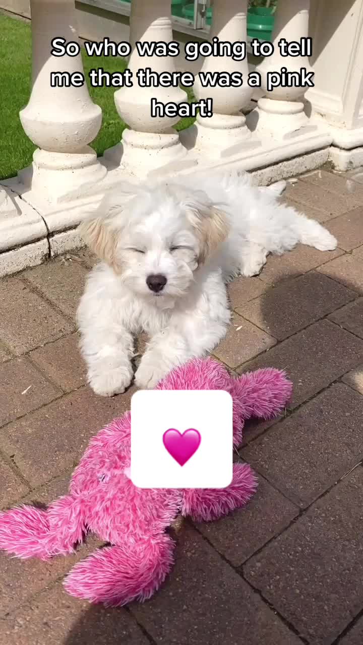 @🐕Fʟᴏssʏ🐕