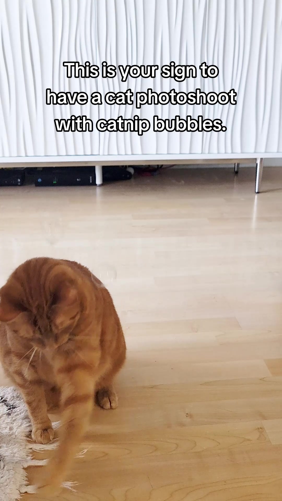 @Leo & Ali the cats 🐈