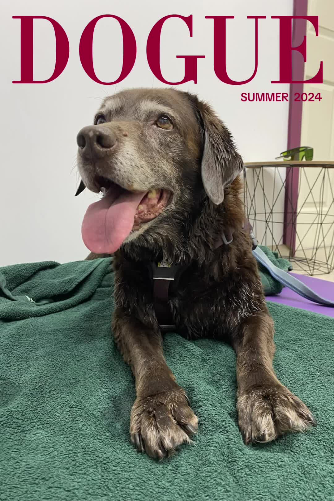 @Valley Animal Therapy Limited