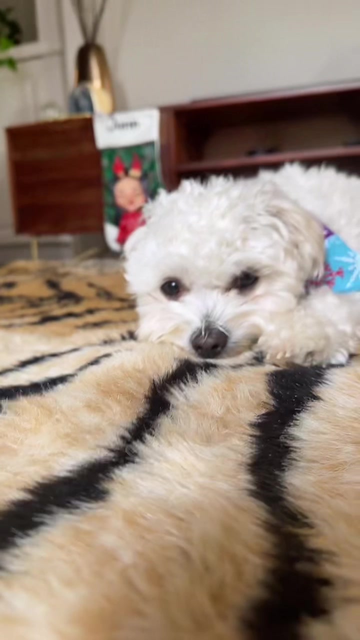 @Cloud the Dog